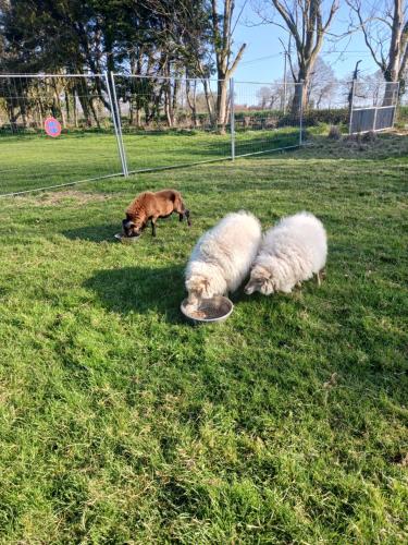 three dogs and a dog playing with a frisbee in the grass at La ferme stanczak in Tréguier
