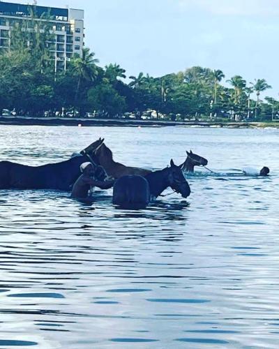 a group of cows swimming in the water at GNC Guesthouse in Saint Peter