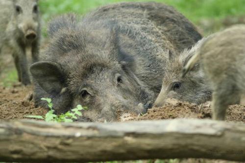 a group of baby pigs playing in the dirt at Gîte du Parc Animalier de Boutissaint in Treigny
