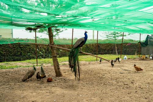a group of birds standing under a blue tent at Domaine Terra Cotta - Villa de luxe avec piscine sans vis-à-vis in Souk el Had