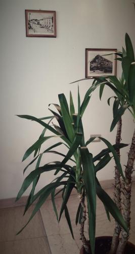 a plant in a room with two pictures on the wall at Affittacamere Cà Marcello in Monselice