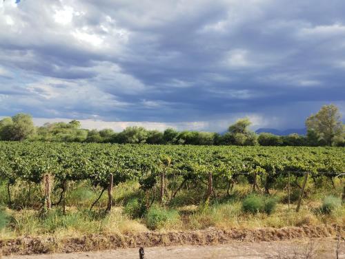 een wijnveld met een bewolkte hemel op de achtergrond bij Finca La Dionisia in Tinogasta