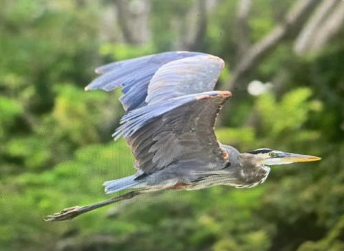 a bird flying in the air with its wings out at La Perla Negra Eco Pirate Resort in Puntarenas