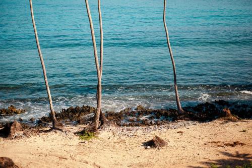 a group of trees on a beach near the water at Sunset Samana in Las Galeras