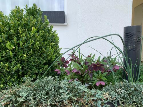 a garden with flowers and plants next to a building at Studiový apartmán V Zahradě in Police nad Metují