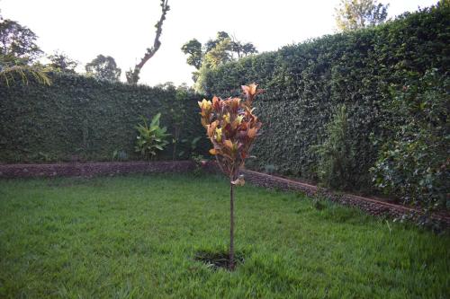 a small tree in the grass in front of a hedge at Kili Kivuli in Msaranga