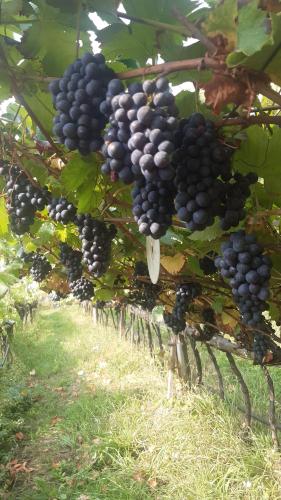 a bunch of black grapes hanging from a tree at Garni Schuster in Corzes