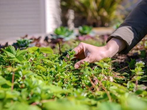 a persons hand reaching for a plant in a garden at Novotel Porto Gaia in Vila Nova de Gaia