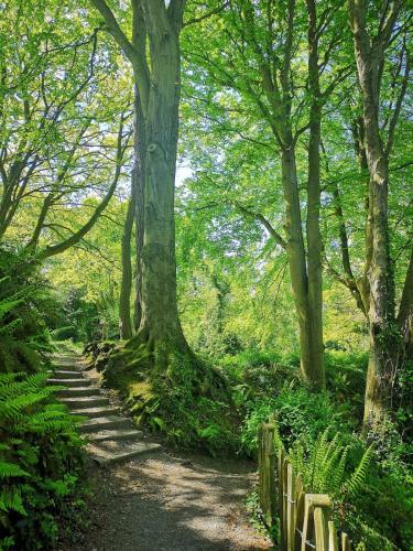 a path in a forest with trees and a fence at Loughview Cottage in Bangor