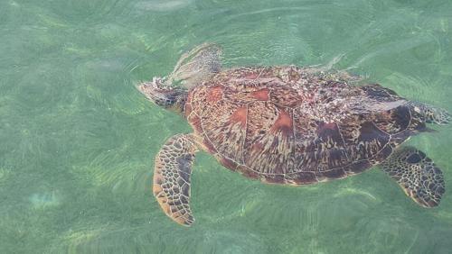 a green sea turtle swimming in the water at Les Vagues - Hotel Villa & Beach Club - Gili Air in Gili Air