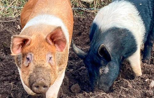 two pigs standing next to each other in the dirt at 1 Bedroom Cozy Home In Bergkvara in Bergkvara