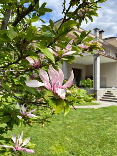 a pink magnolia tree in front of a house at Casa Dolce Casa in Masera