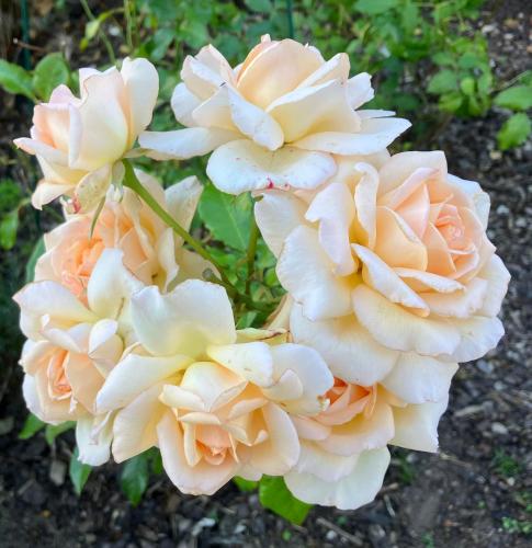 three white and orange flowers on a plant at B&B Österlens RosenTrädgård in Glemmingebro