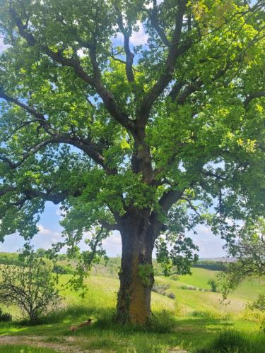 a large tree in the middle of a field at Casa della Casa in San Severino Marche