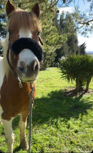 a brown and white horse standing in a field at Domaine Saladry in Villepinte