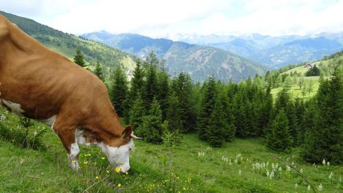 a brown and white cow grazing in a field of grass at Design-Apartment Katschi - Entspannung auf 1641m Höhe in Katschberghöhe
