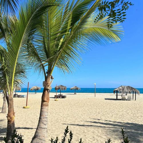 a palm tree on a beach with chairs and umbrellas at Nauti-k Beach Hotel in Tumbes