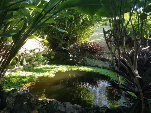 a pond in the middle of a garden at Private Hilltop - Garden Apartment - Orange Bay in Orange Bay