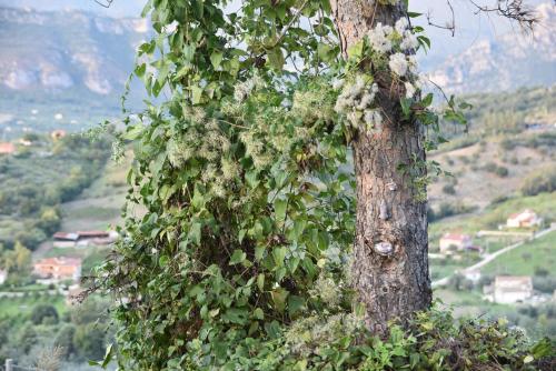 a tree with ivy growing on the side of it at Rigoletto Cilento with private garden and pool in Eredita