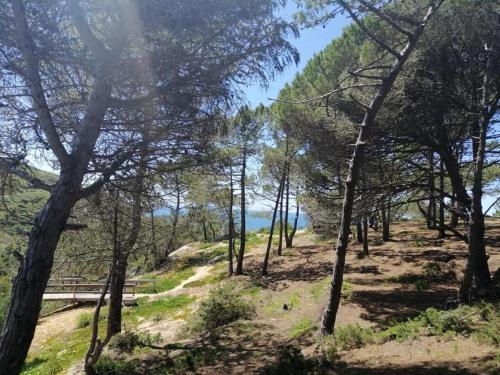 a forest of trees with a bench on a hill at Casa Jacintos - Sintra, Magoito in Bolembre de Baixo