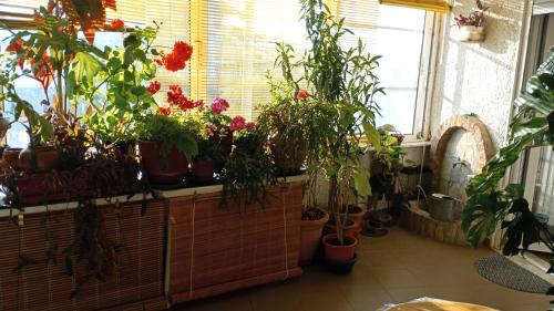 a room filled with lots of potted plants on a counter at Captain`s Place in Alexandroupoli