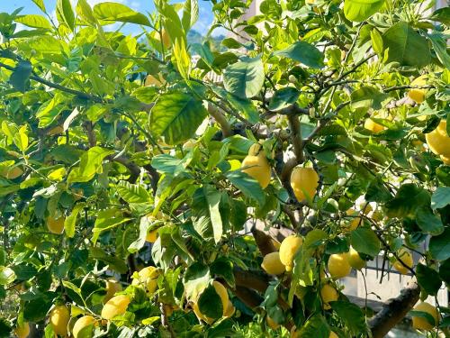 Fotografie z fotogalerie ubytování Lemon House v Taormině