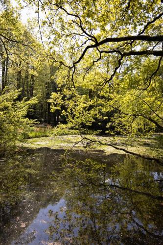 a body of water in a forest with trees at Il Casale Di Villa Rossi in Lucca