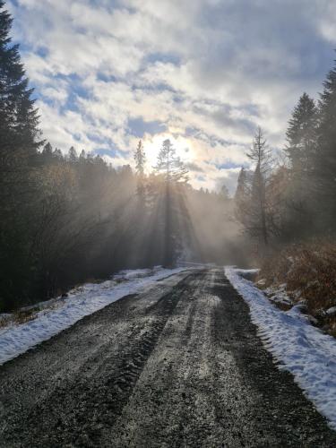 a dirt road with snow and trees on the side at Dwerniczek 7 apartamenty in Dwerniczek