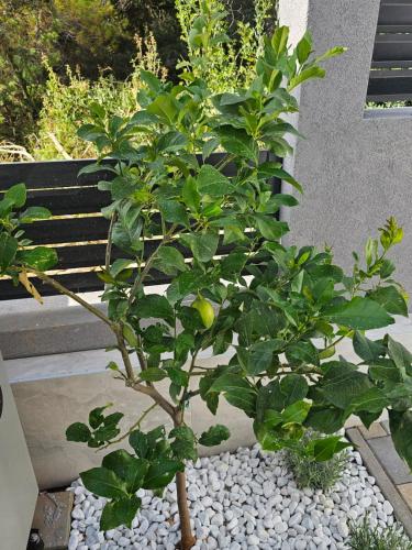 a small green tree in a pot of gravel at Villa BOTIĆ in Trogir
