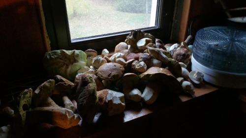 a pile of mushrooms on a table next to a window at Dwerniczek 7 apartamenty in Dwerniczek