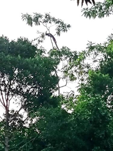 a giraffe sitting in the top of a tree at Barefoot Bungalow Hikka in Hikkaduwa