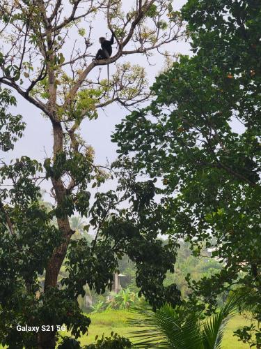 a bird sitting on top of a tree at Barefoot Bungalow Hikka in Hikkaduwa