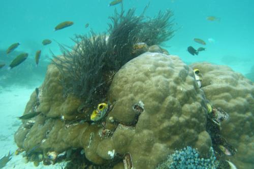 a coral reef with fish in the ocean at OMBAR Homestay in Minyaifuin