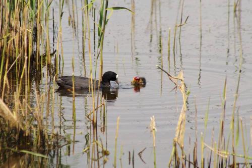 a duck in the water with a flower in its mouth at le galet Bleu in Criel-sur-Mer