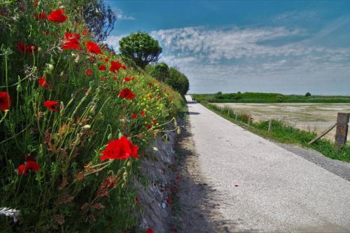 a field of red flowers next to a road at le galet Bleu in Criel-sur-Mer