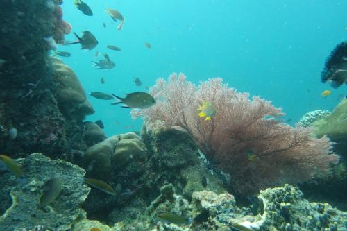 a coral reef with fish in the ocean at OMBAR Homestay in Minyaifuin