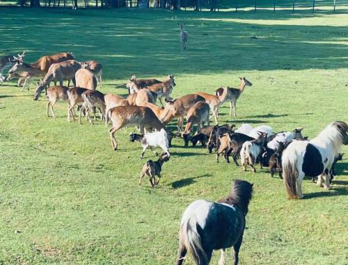 Animales en el camping o alrededores