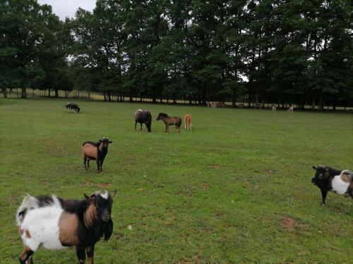 Animales en el camping o alrededores