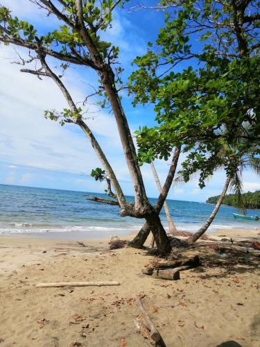 two trees on a sandy beach with the ocean at Hotel Boutique D Angelo in Manzanillo