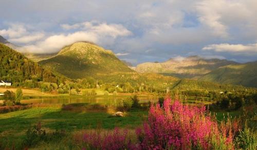 a field with mountains in the background with pink flowers at Lofoten MidnightSun Lodge in Sandsletta