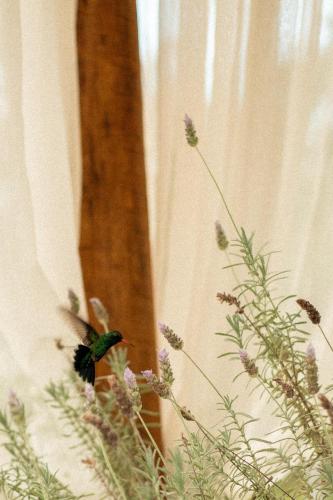 a hummingbird perched on a plant in front of a window at Cabana Bosque Encantado I in Santa Teresa