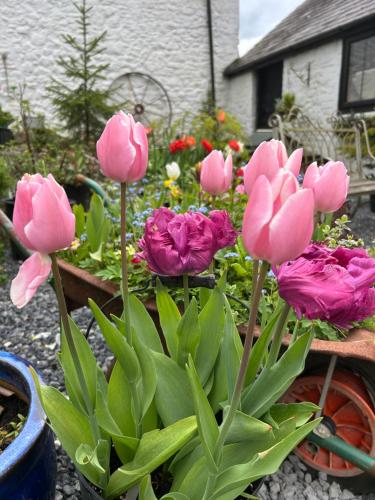 a bunch of pink flowers in a garden at The Old Milking Parlour in Llandovery