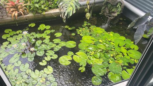 a pond with green plants in a garden at Villa Bougainvilla in Anse-Bertrand