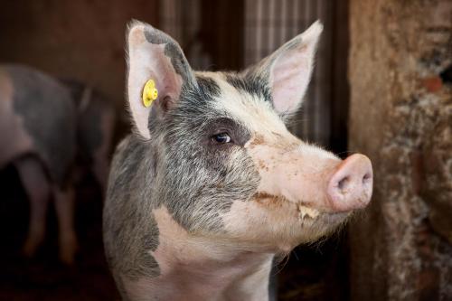 a close up of a pig with a tag in its ear at Poggio Diavolino - Suvereto in Suvereto