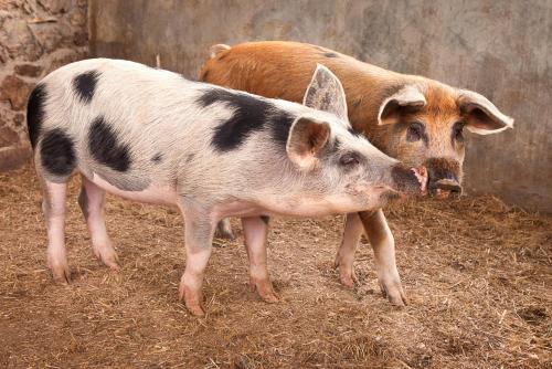 two pigs standing next to each other on the ground at Poggio Diavolino - Suvereto in Suvereto