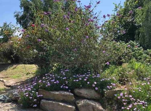 un bouquet de fleurs sur un mur de pierre dans l'établissement Le havre de paix de la Côte de granit rose, à Pleumeur-Bodou