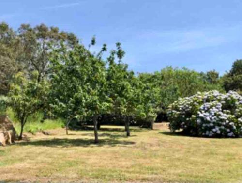 un groupe d'arbres dans un champ de fleurs dans l'établissement Le havre de paix de la Côte de granit rose, à Pleumeur-Bodou