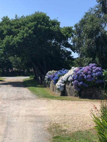 une rangée de bornes d'incendie violettes et bleues sur un mur dans l'établissement Le havre de paix de la Côte de granit rose, à Pleumeur-Bodou