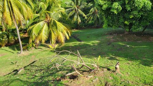 a grassy area with palm trees and a field at Le CAILLOU in La Trinité