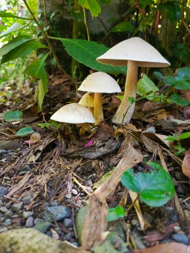 a group of three mushrooms on the ground at Hotel Boutique D Angelo in Manzanillo